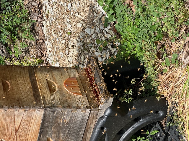 Honeybees flying near their hive at Northwoods Apiary