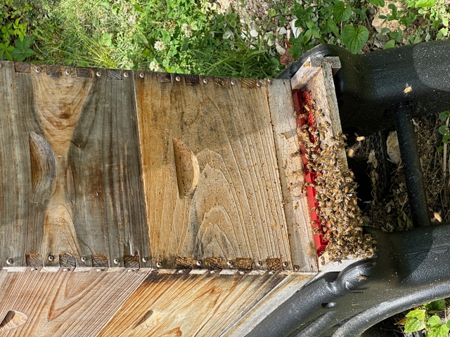 Close-up of active beehive
