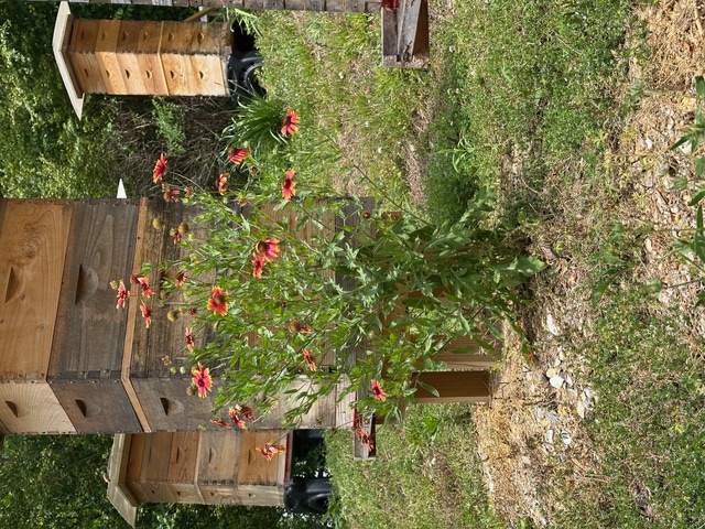 Beehives among wildflowers at the apiary